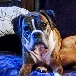 Meet your Posher, Joe